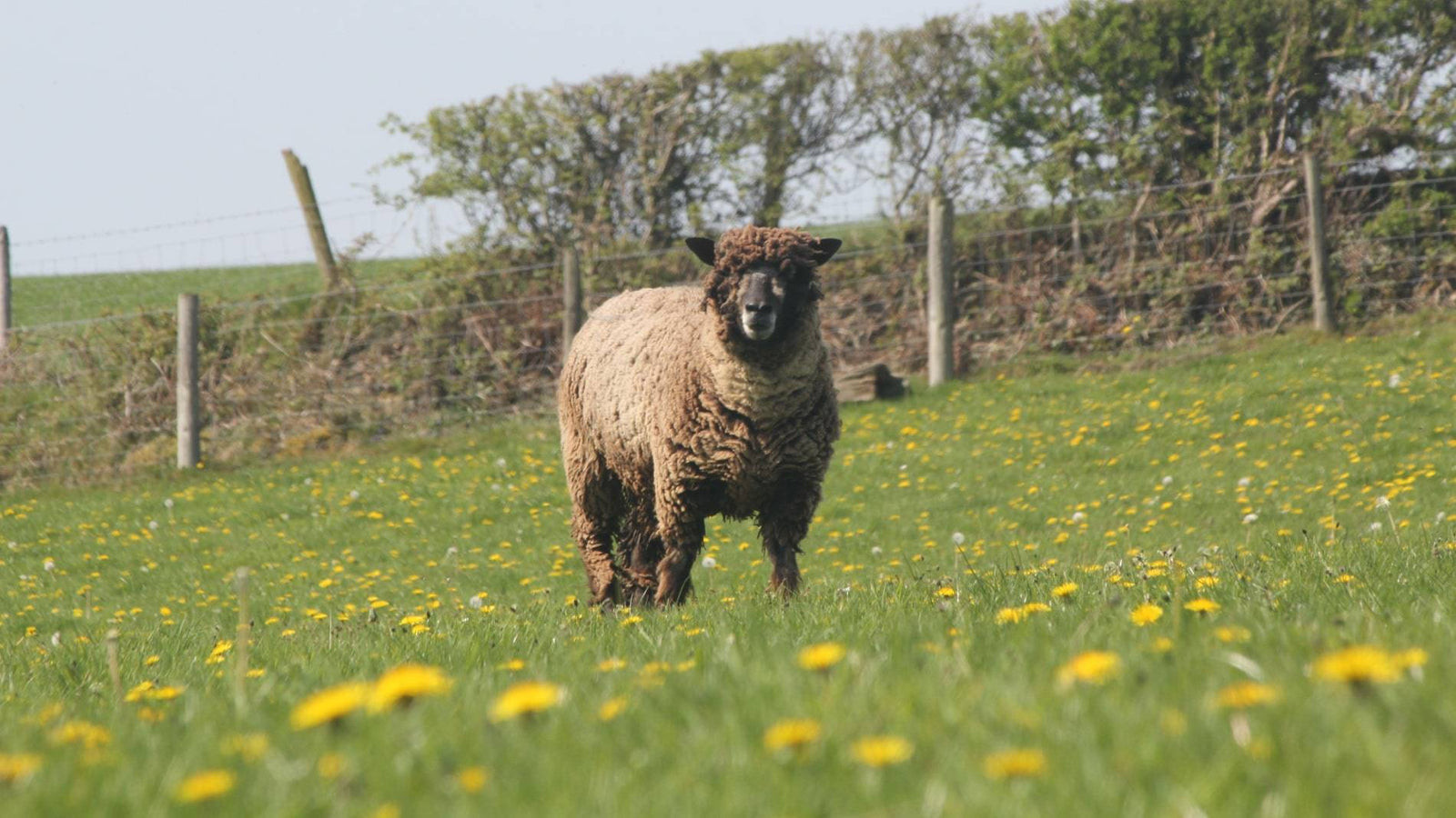 Why Organic Certification Still Matters in 2025