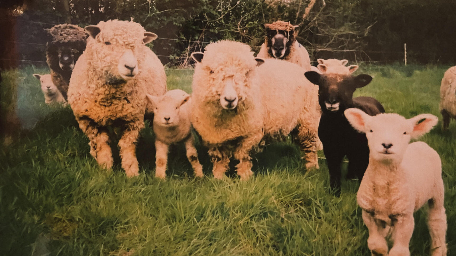 A mixed flock of sheep and lambs, including Ryeland and Shetland standing in a lush green field in West Wales.