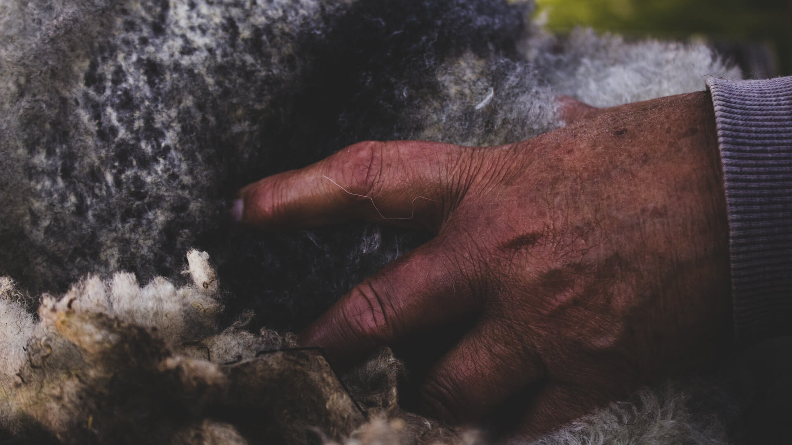 Close-up of a weathered hand inspecting raw grey and white wool fleece, emphasising texture, craftsmanship, and connection to fibre.
