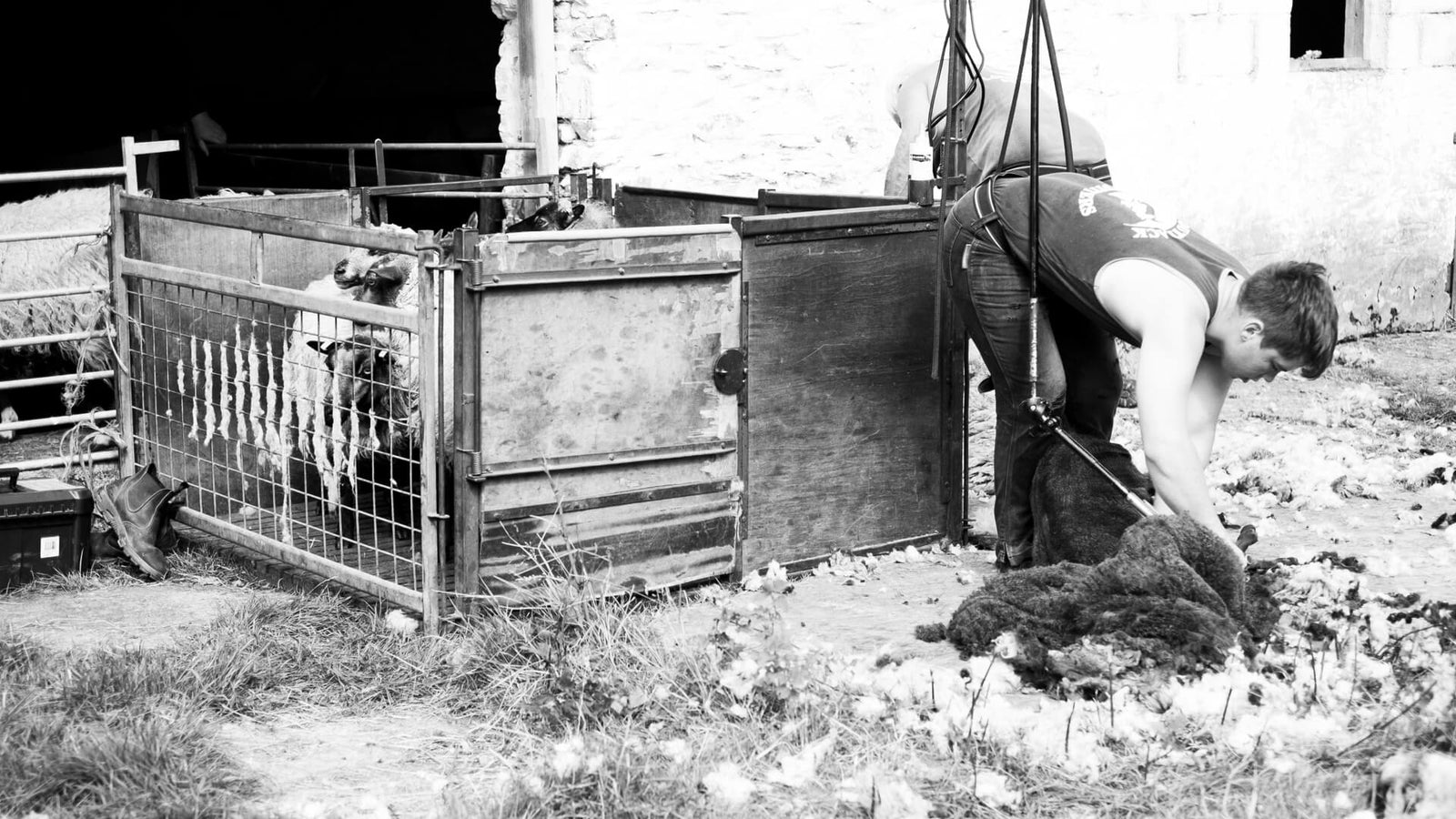 Young shearer at work while Shetland sheep watch from the catch pen during shearing day at Garthenor Organic