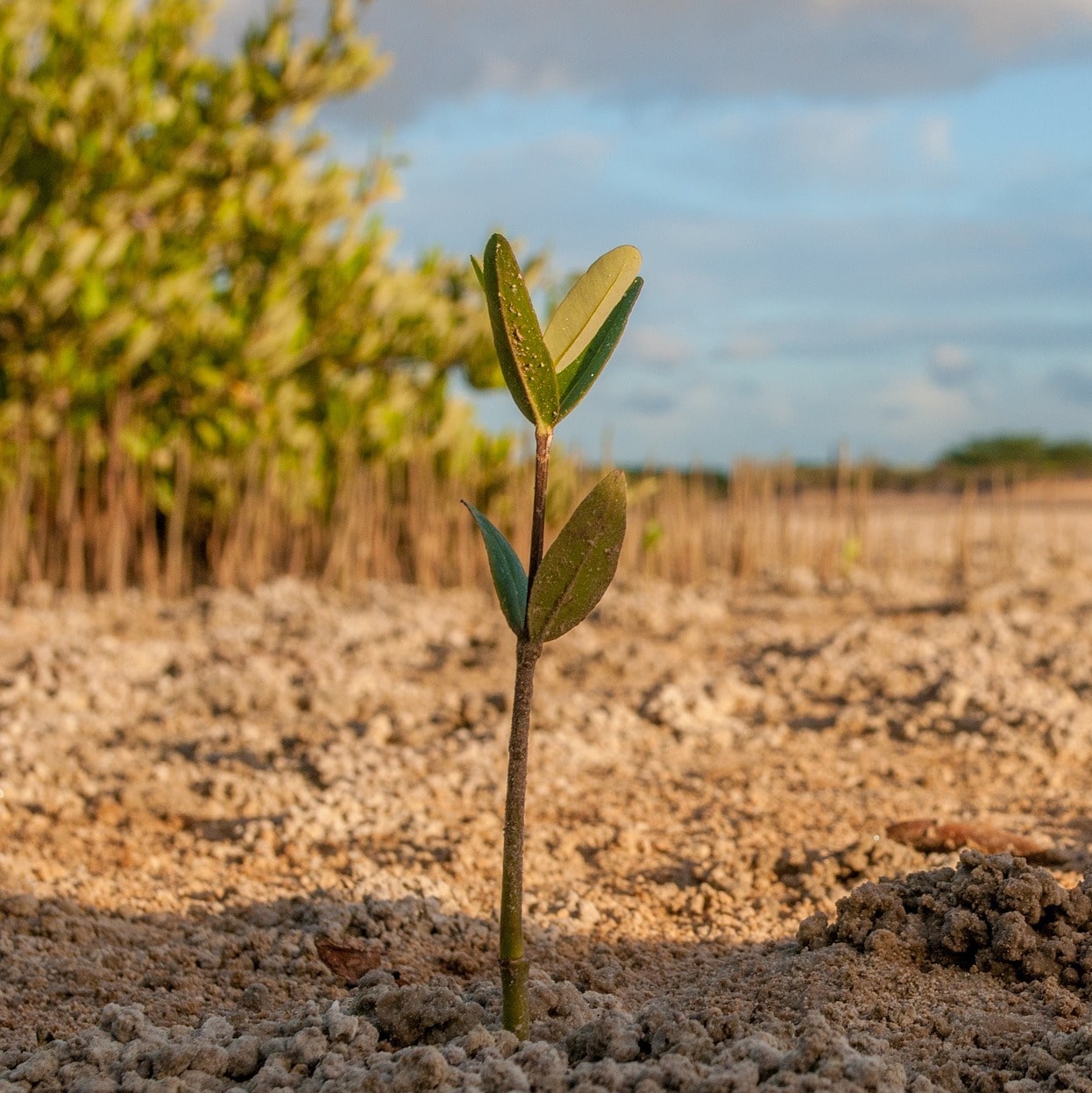 Plant Some Trees